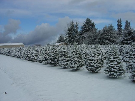 Snow covers Grand firs at Little St. Nick's tree farm in Salem