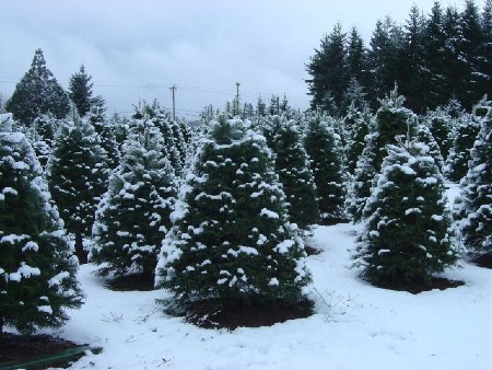 Grand firs at Little St. Nick's choose-n-cut in Salem